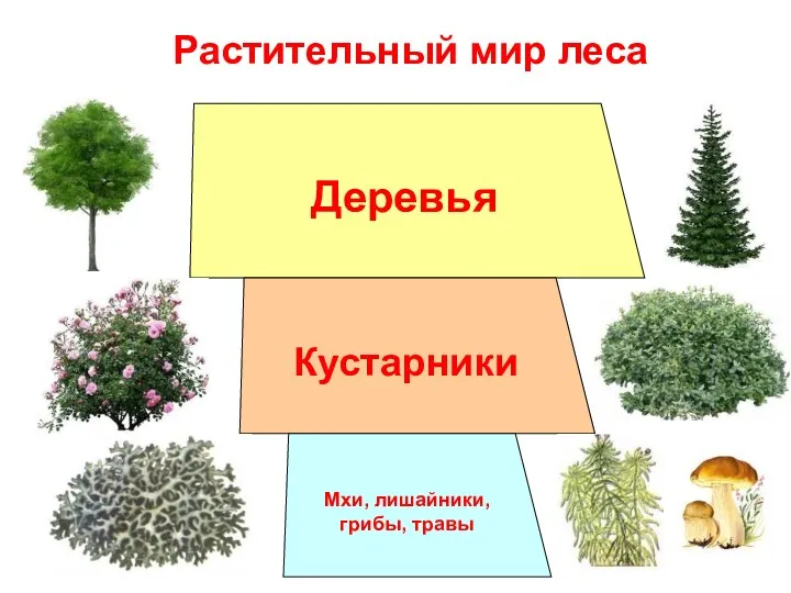 Растительный мир леса Деревья Кустарники Мхи, лишайники, грибы, травы