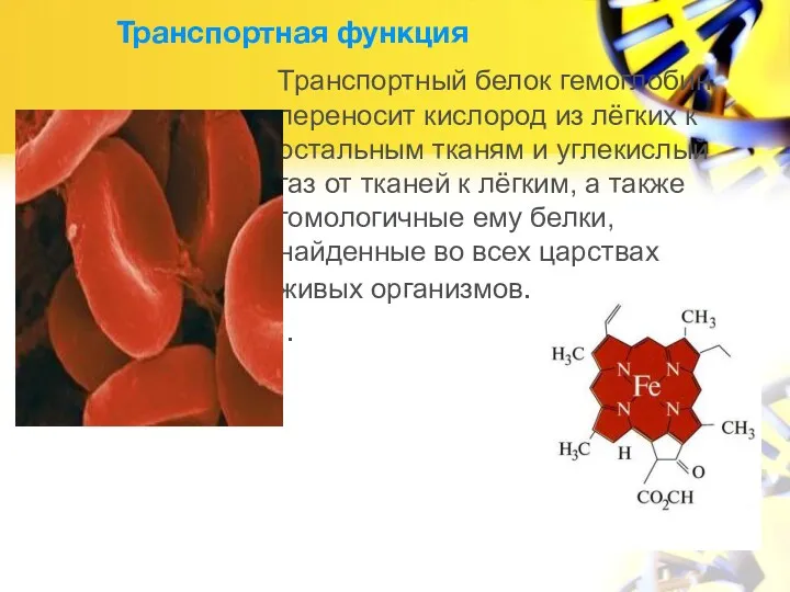 Транспортная функция Транспортный белок гемоглобин переносит кислород из лёгких к