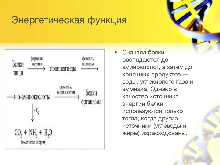 Энергетическая функция Сначала белки распадаются до аминокислот, а затем до