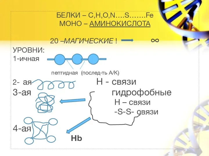 БЕЛКИ – C,H,O,N….S…….Fe МОНО – АМИНОКИСЛОТА 20 –МАГИЧЕСКИЕ ! ∞