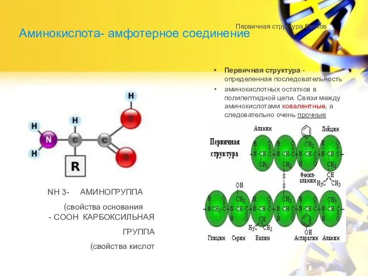 Аминокислота- амфотерное соединение Первичная структура - определенная последовательность аминокислотных остатков