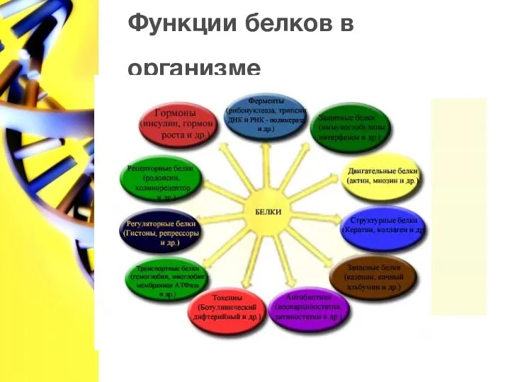 Функции белков в организме Текст слайда