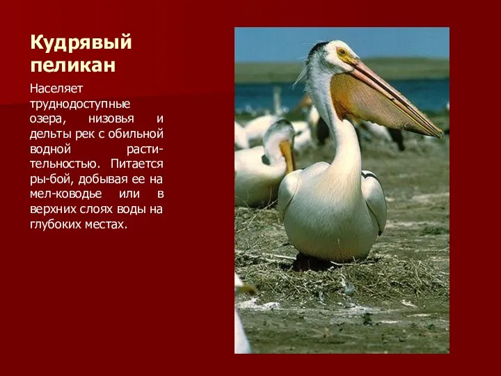 Кудрявый пеликан Населяет труднодоступные озера, низовья и дельты рек с обильной водной расти-тельностью.