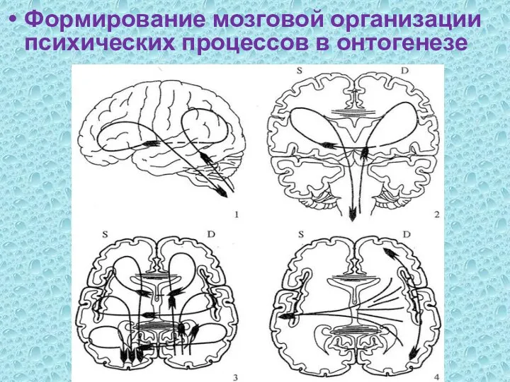 Формирование мозговой организации психических процессов в онтогенезе