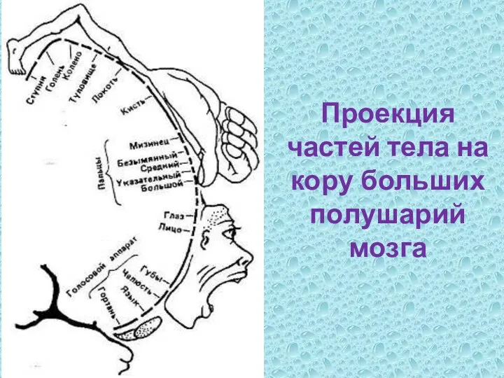 Проекция частей тела на кору больших полушарий мозга