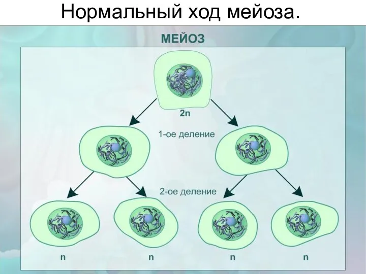 Нормальный ход мейоза.