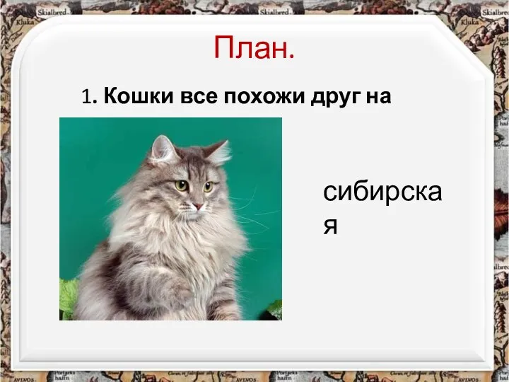 План. 1. Кошки все похожи друг на друга. сибирская