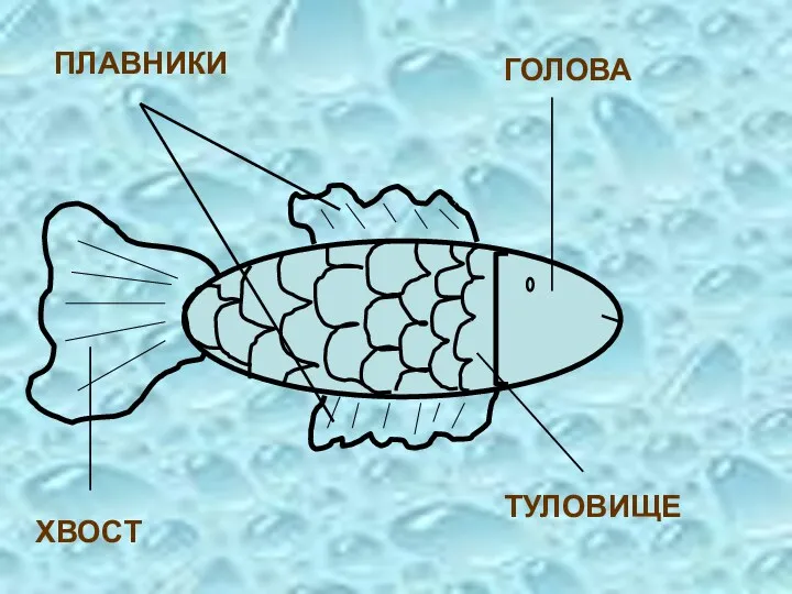 ГОЛОВА ТУЛОВИЩЕ ХВОСТ ПЛАВНИКИ