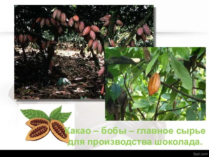 Какао – бобы – главное сырье для производства шоколада.