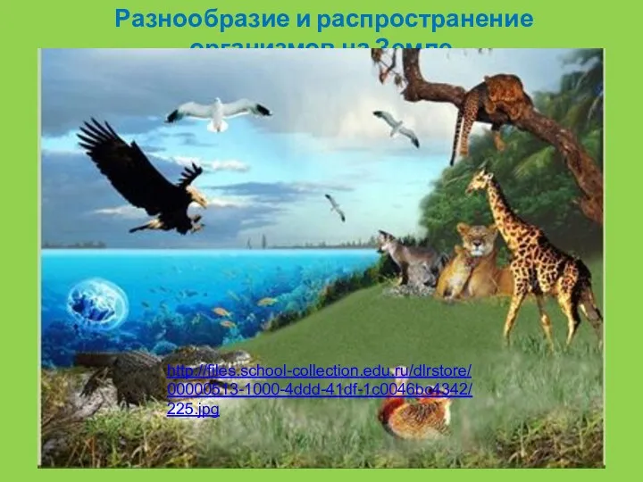 Разнообразие и распространение организмов на Земле. http://files.school-collection.edu.ru/dlrstore/00000513-1000-4ddd-41df-1c0046bc4342/225.jpg