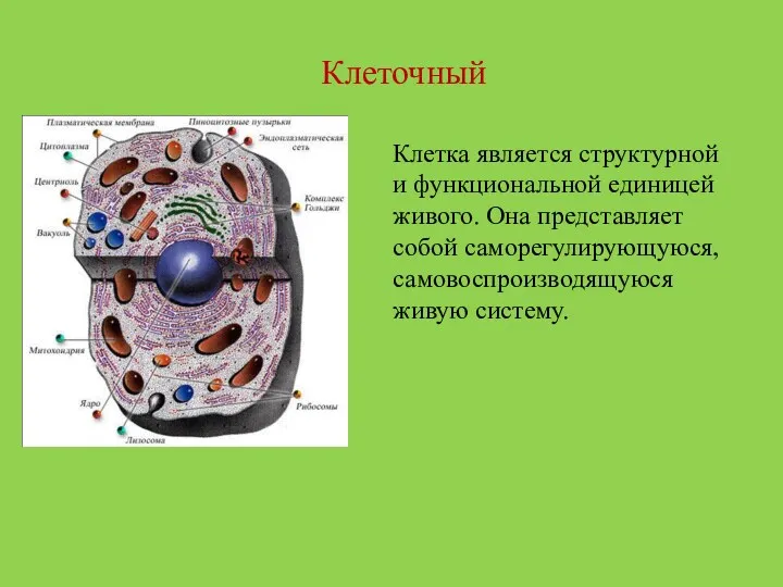 Клеточный Клетка является структурной и функциональной единицей живого. Она представляет собой саморегулирующуюся, самовоспроизводящуюся живую систему.