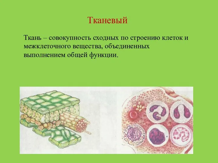 Тканевый Ткань – совокупность сходных по строению клеток и межклеточного вещества, объединенных выполнением общей функции.