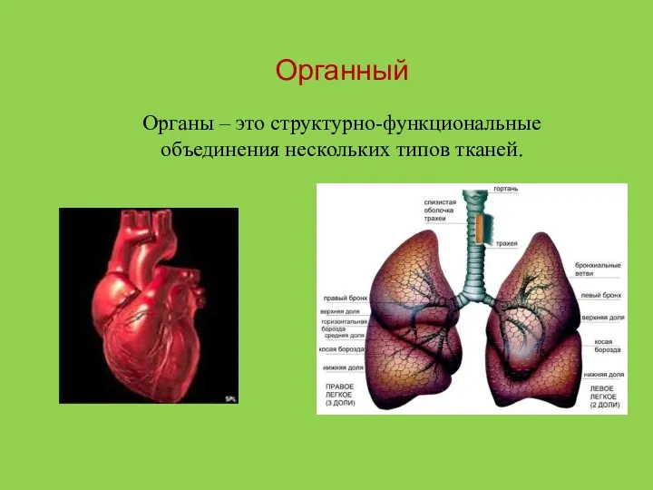 Органный Органы – это структурно-функциональные объединения нескольких типов тканей.