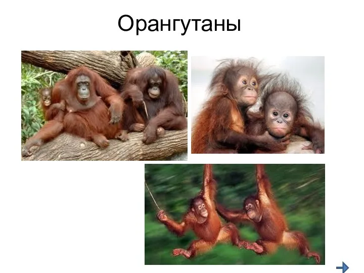 Орангутаны