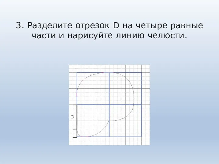 3. Разделите отрезок D на четыре равные части и нарисуйте линию челюсти.