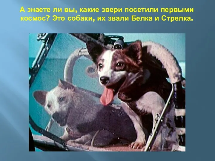 А знаете ли вы, какие звери посетили первыми космос? Это собаки, их звали Белка и Стрелка.