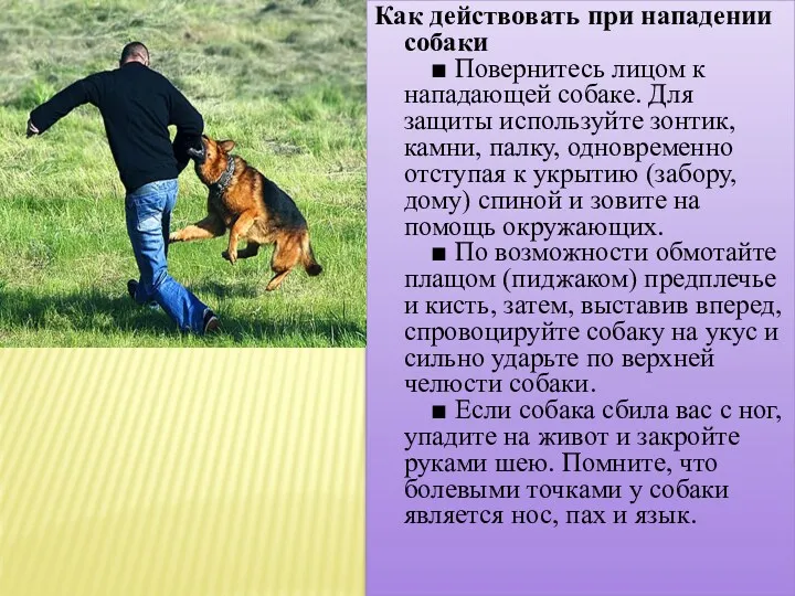 Как действовать при нападении собаки ■ Повернитесь лицом к нападающей собаке. Для защиты