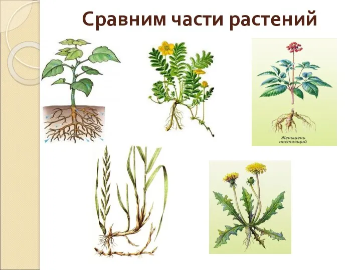 Сравним части растений