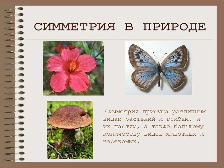 СИММЕТРИЯ В ПРИРОДЕ Симметрия присуща различным видам растений и грибам, и их частям,