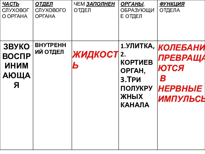 ЖИДКОСТЬ КОЛЕБАНИЯ ПРЕВРАЩА-ЮТСЯ В НЕРВНЫЕ ИМПУЛЬСЫ