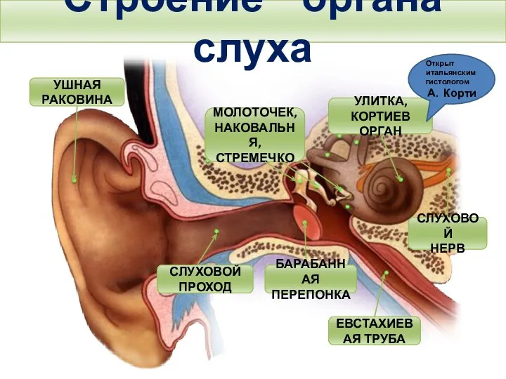 Строение органа слуха Тема. Строение и функции слухового анализатора. Гигиена