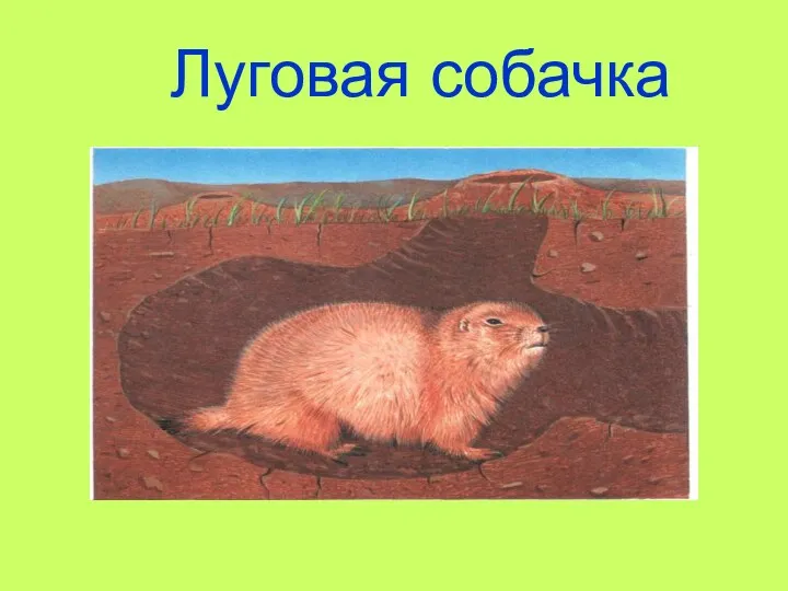 Луговая собачка