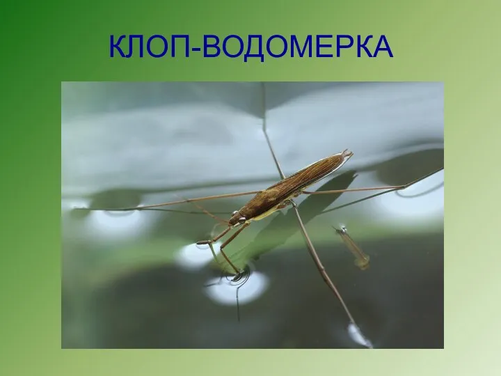 КЛОП-ВОДОМЕРКА