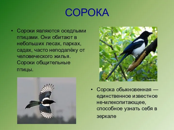 СОРОКА Сороки являются оседлыми птицами. Они обитают в небольших лесах, парках, садах, часто