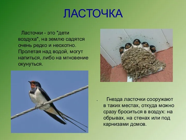 ЛАСТОЧКА Ласточки - это "дети воздуха", на землю садятся очень редко и неохотно.