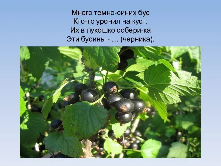 Много темно-синих бус Кто-то уронил на куст. Их в лукошко собери-ка Эти бусины - … (черника).