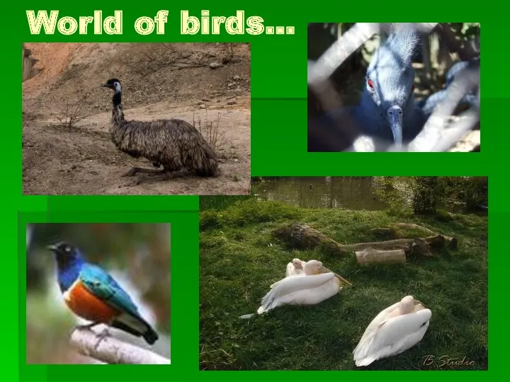 World of birds…