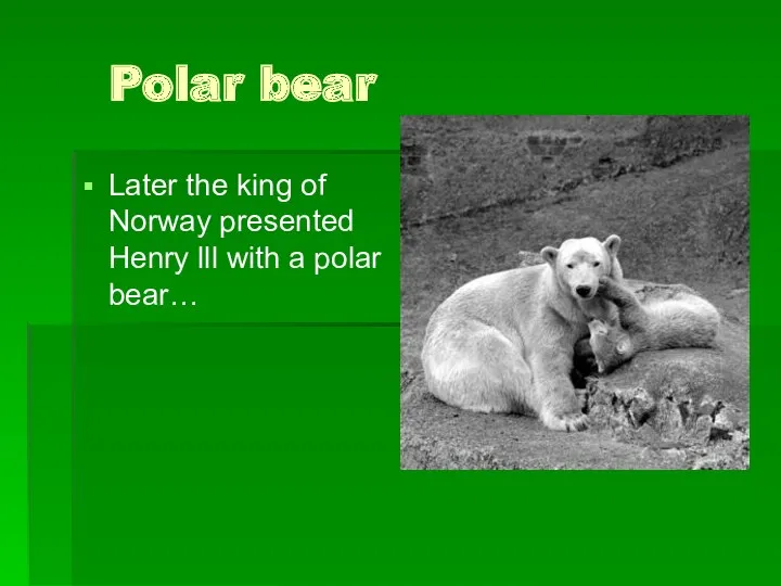 Polar bear Later the king of Norway presented Henry lll with a polar bear…