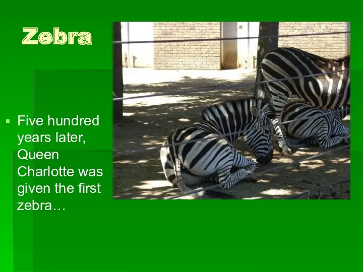 Zebra Five hundred years later, Queen Charlotte was given the first zebra…