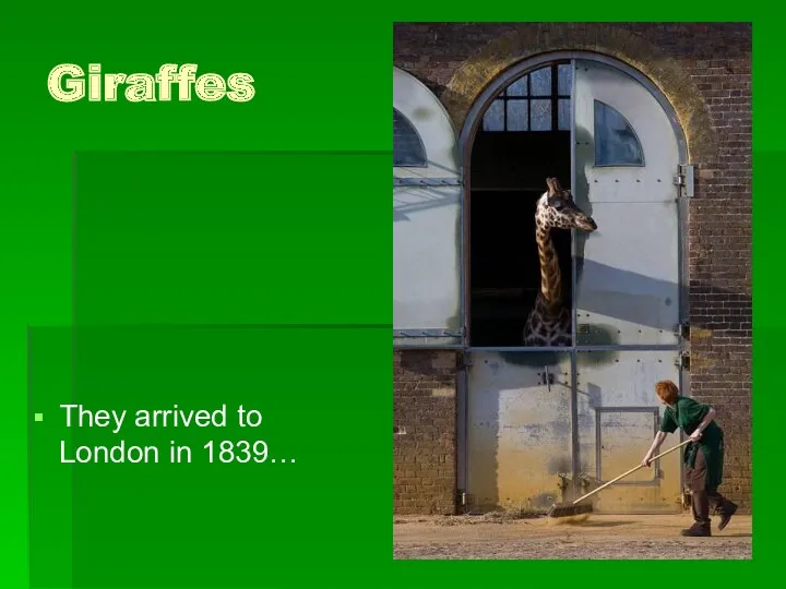 Giraffes They arrived to London in 1839…
