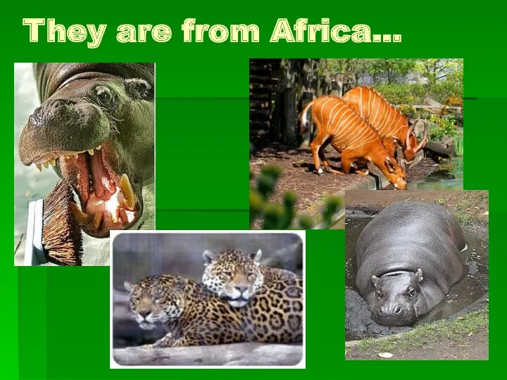 They are from Africa…