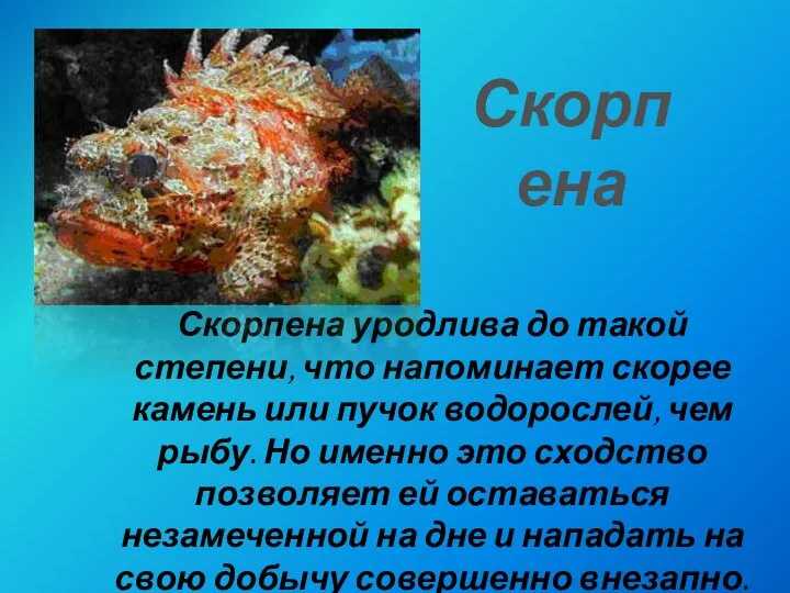 Скорпена уродлива до такой степени, что напоминает скорее камень или