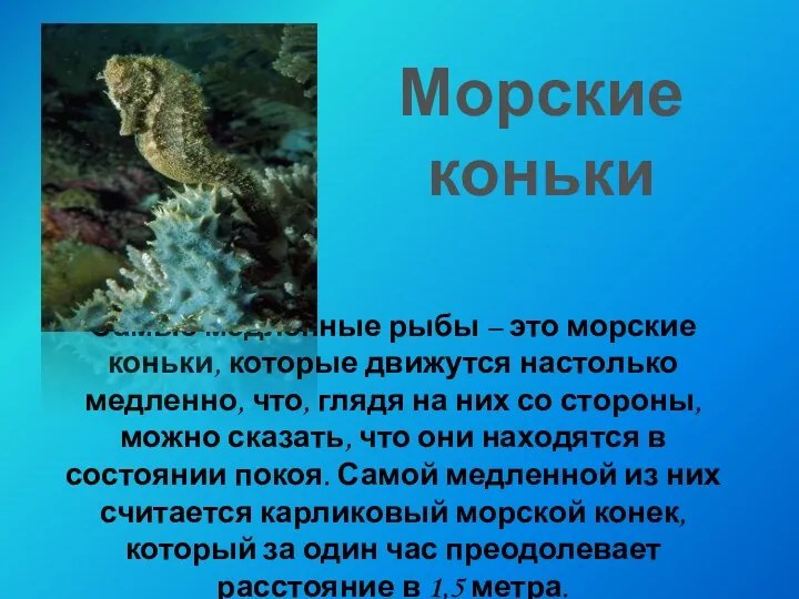 Самые медленные рыбы – это морские коньки, которые движутся настолько