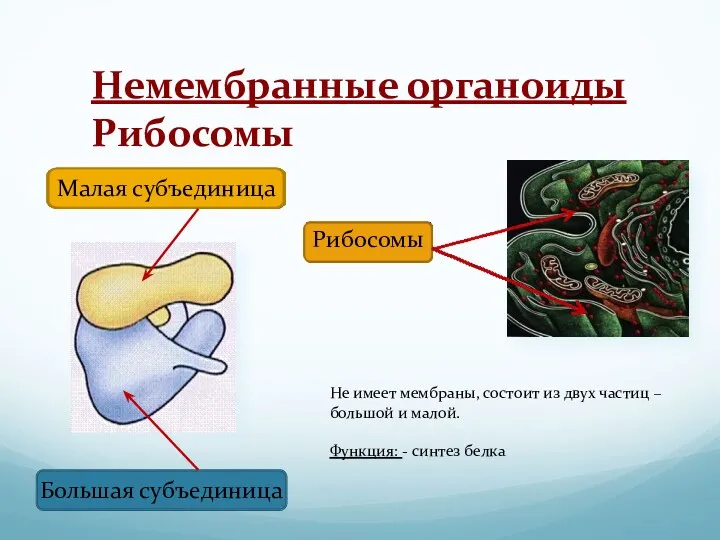 Немембранные органоиды Рибосомы Малая субъединица Большая субъединица Рибосомы Не имеет
