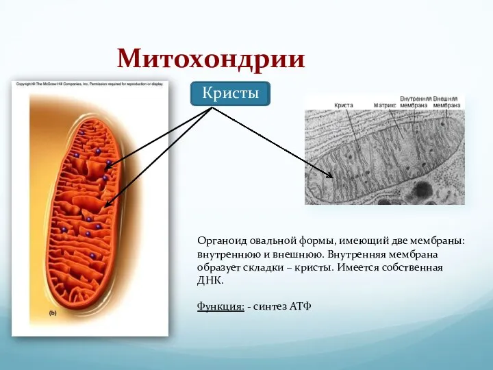 Митохондрии Органоид овальной формы, имеющий две мембраны: внутреннюю и внешнюю.