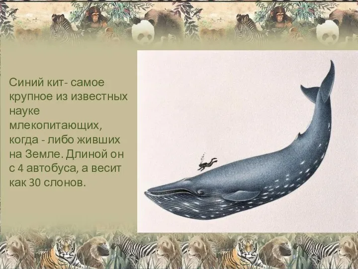 Синий кит- самое крупное из известных науке млекопитающих, когда - либо живших на