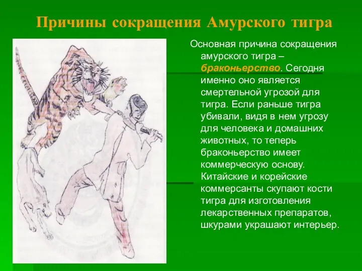 Причины сокращения Амурского тигра Основная причина сокращения амурского тигра –