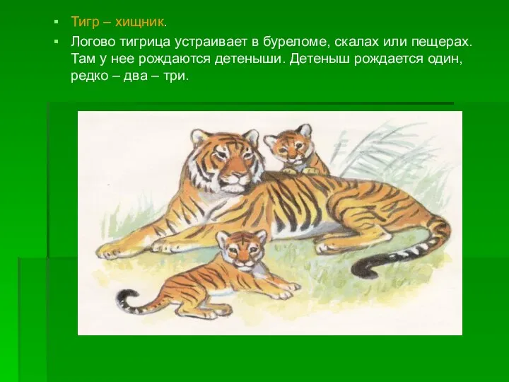 Тигр – хищник. Логово тигрица устраивает в буреломе, скалах или