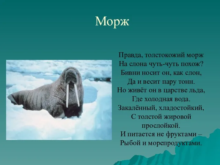 Морж Правда, толстокожий морж На слона чуть-чуть похож? Бивни носит он, как слон,