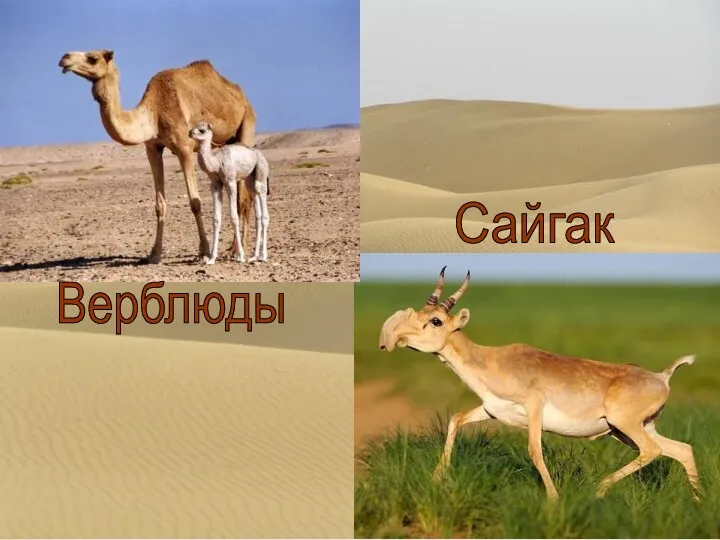 Верблюды Сайгак