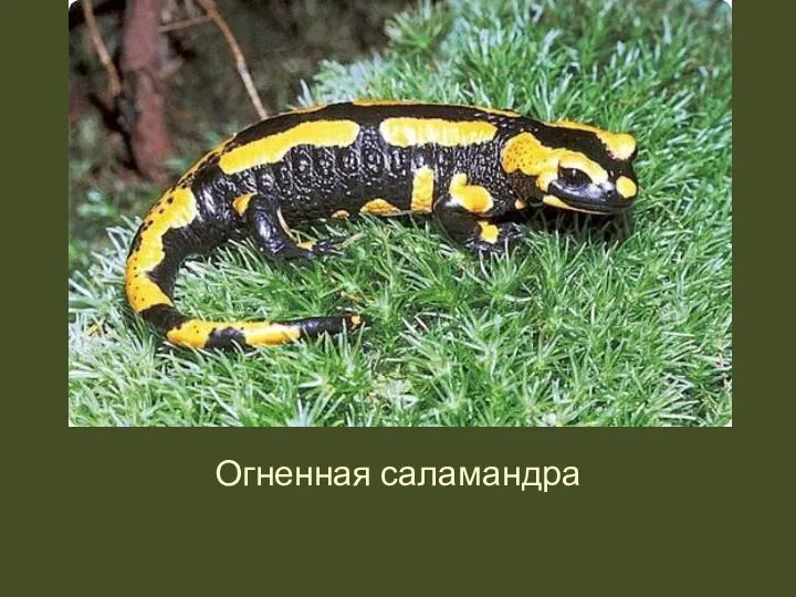 Огненная саламандра