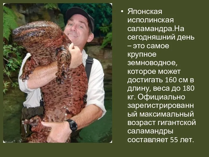 Японская исполинская саламандра.На сегодняшний день – это самое крупное земноводное,