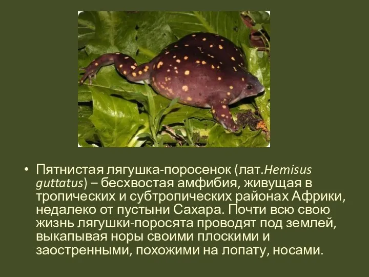 Пятнистая лягушка-поросенок (лат.Hemisus guttatus) – бесхвостая амфибия, живущая в тропических