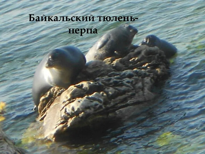 Байкальский тюлень-нерпа.