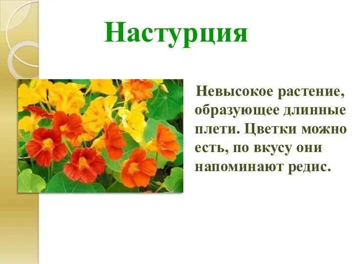Настурция Невысокое растение, образующее длинные плети. Цветки можно есть, по вкусу они напоминают редис.