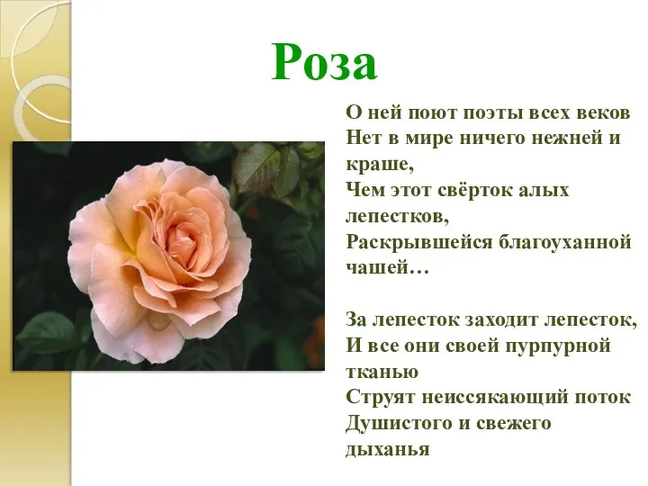 Роза О ней поют поэты всех веков Нет в мире